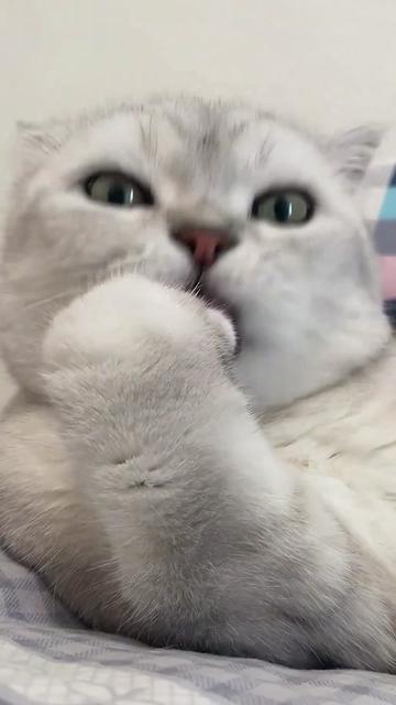 @Cute_kitten