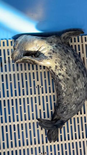 @Marine Mammal Rescue Society