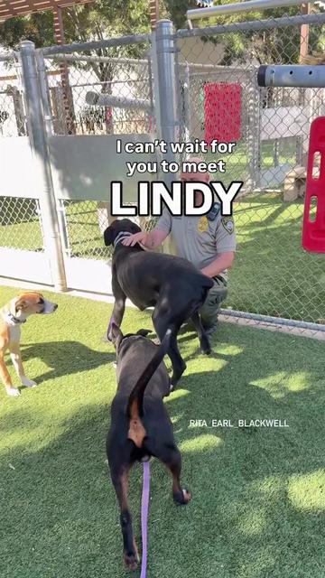 @Cane Corsos