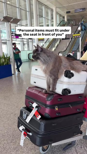 @Mugen the Maine Coon 🇨🇦