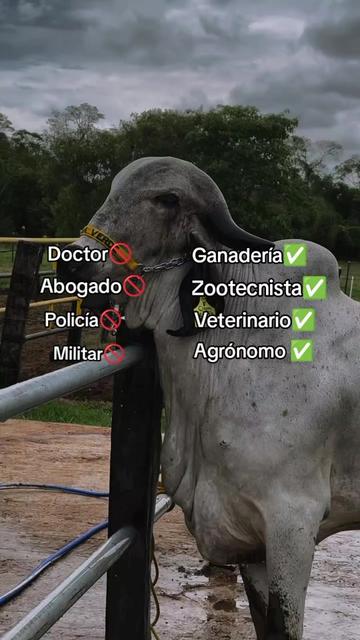 @Robin🐄🐄🤠🤠🐎🐎🇬🇹🇬🇹
