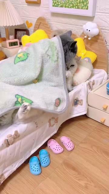 @The Kitten Council 😻😻