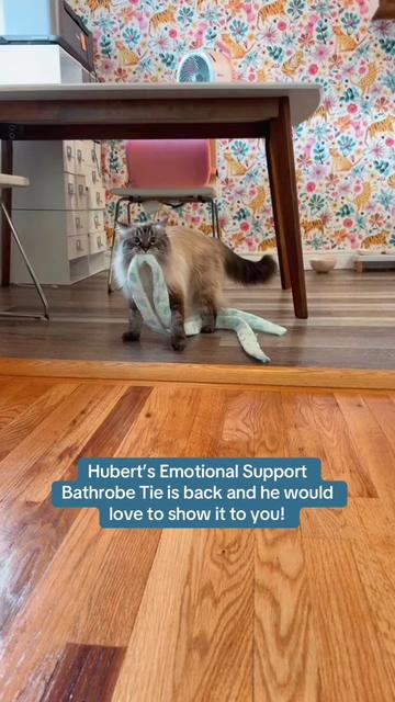 @My Cat Is People 🇨🇦
