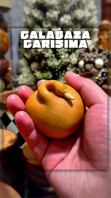 @DataShock