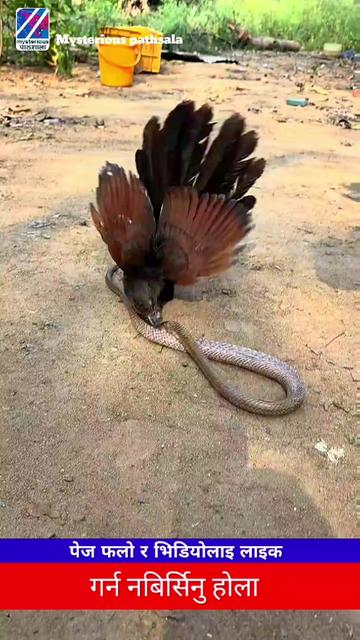 @Mysterious pathsala