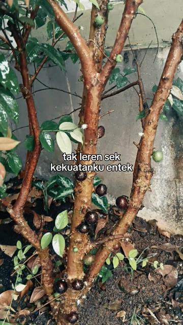 @Mba Dyn