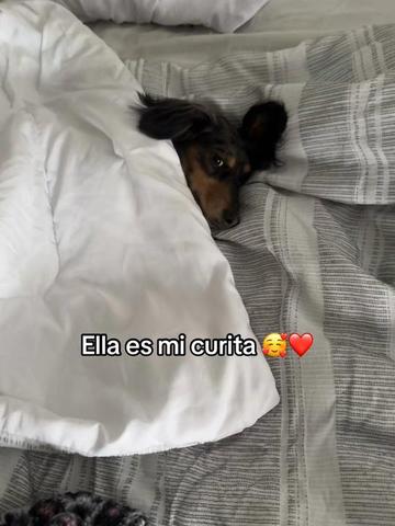 @rosa