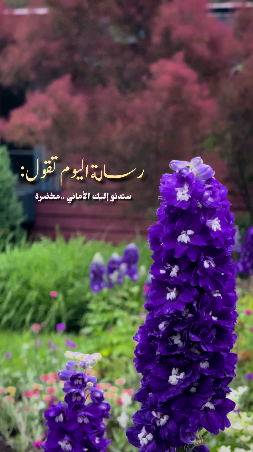 @Rayan El Ayoubi
