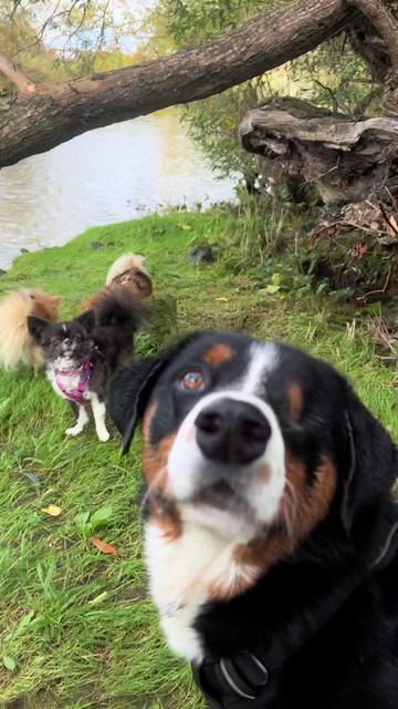 @DogWalk78