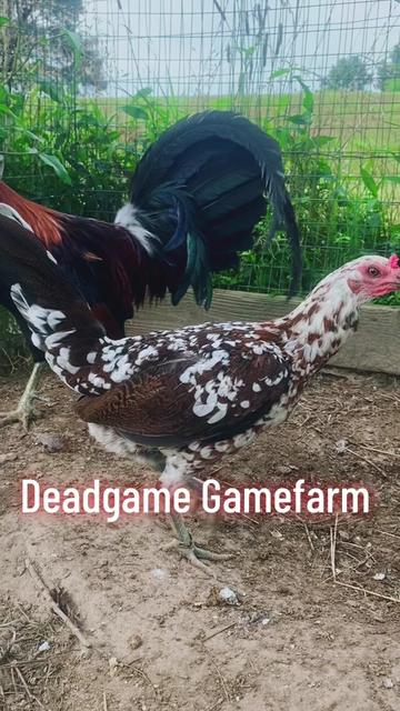 @DeadGame.Gamefarm