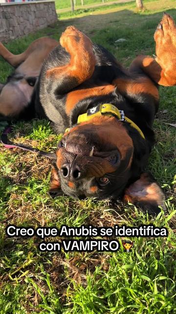 @Anubis y compañía