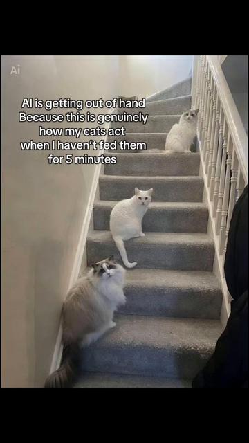 @TheFancyCatsWorld