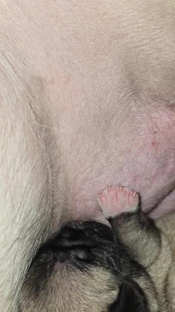 @Lizzylapug🐶🌸