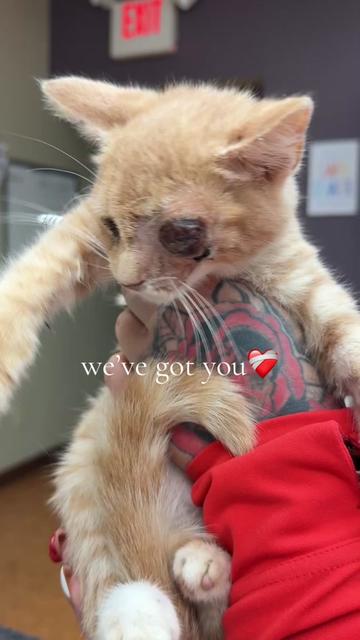 @sftsanimalrescue