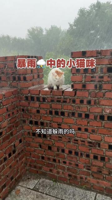 @小可爱猫猫们