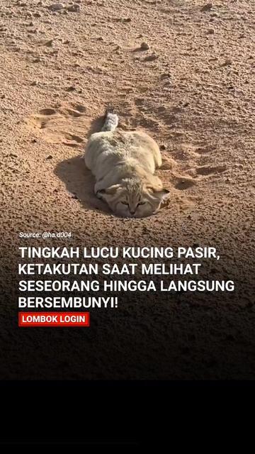 @LOMBOK LOGIN