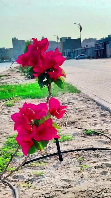 @MD amin sk