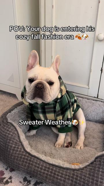 @Bagel the OG Frenchie