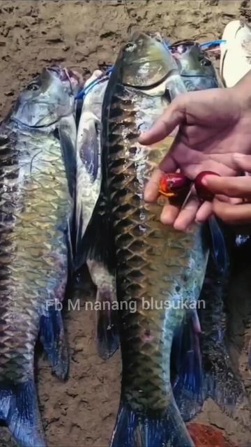 @Pemancing blusukan