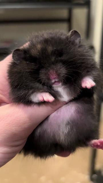 @Poppy Bee Hamstery