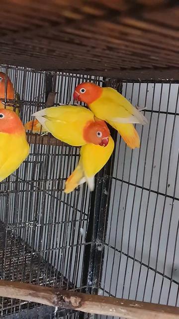 @ROYAL BIRD US