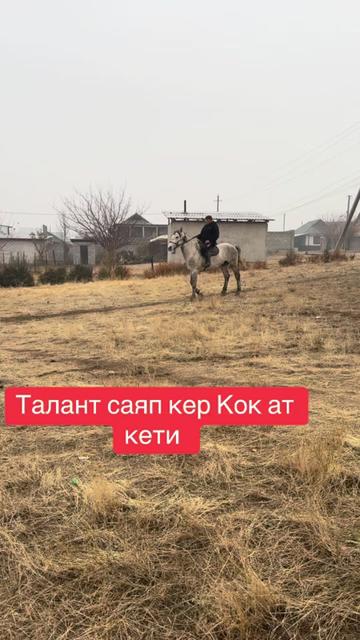 @Oskonbai Tajibaev