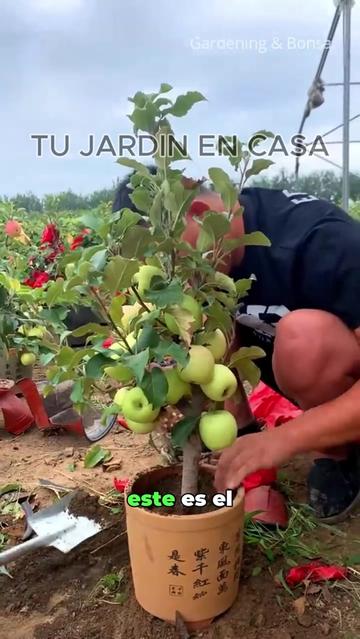 @Tu jardín en casa