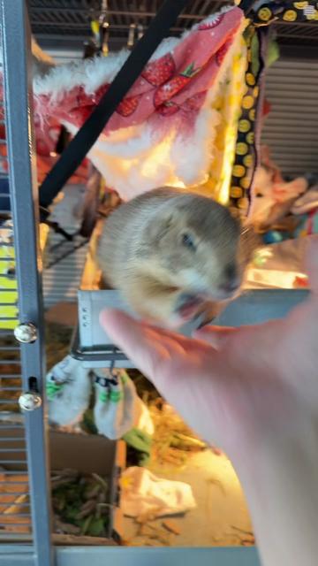 @Poppy the Prairie Dog
