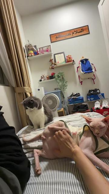 @KIMMY, MOON & YODA