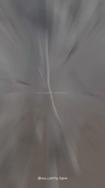 @ALL ABOUT ANIMALS