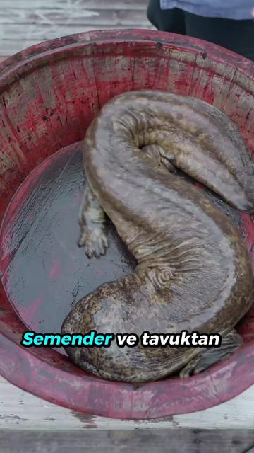 @beynegrafya