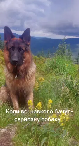 @МАТЬ ДРАКОНІВ🤣