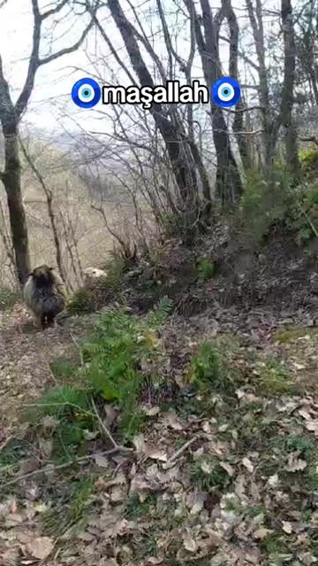 @karagozkoyunculuk2852