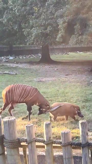 @memphiszoo