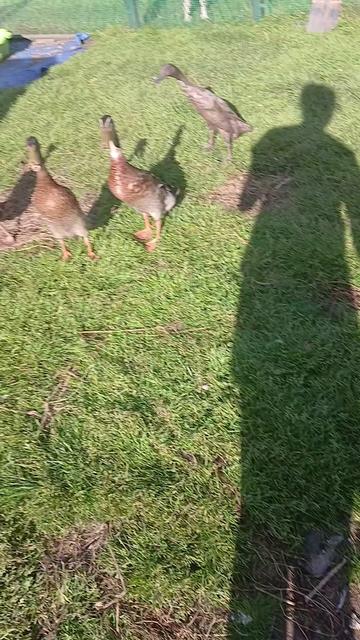 @Kaczogr&oacute;d u Milki🦆🦆🦆🦆