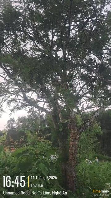 @&Ocirc;ng Nhọn