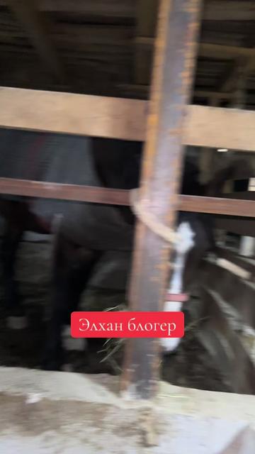 @Oskonbai Tajibaev