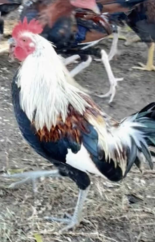 @TOTOKA GAMEFARM