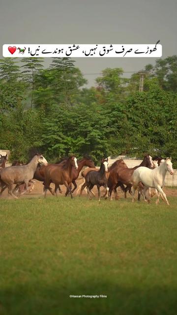 @SUNRISE STUD FARMS RAWALPINDI