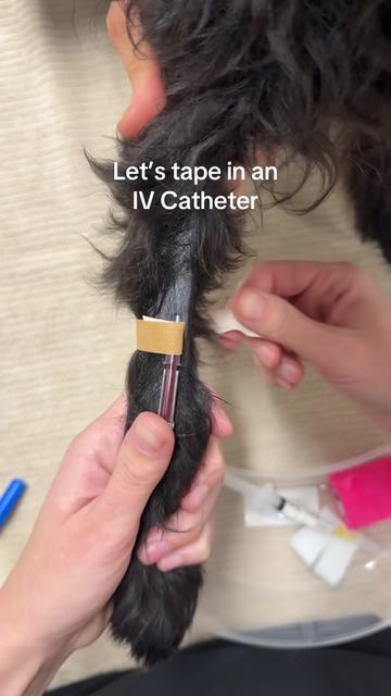 @Tess the Vet Nurse