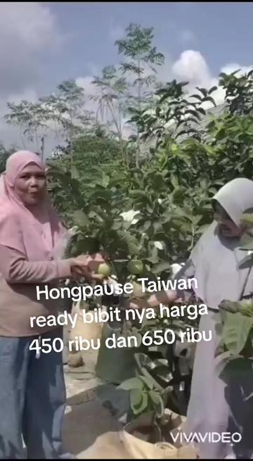@Bibit khusus samarinda