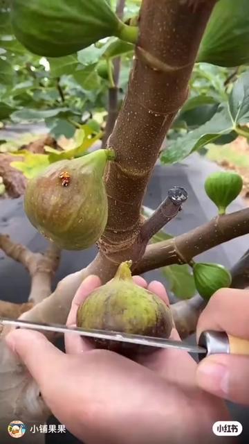 @𝑀𝒶𝓂𝓊𝓃