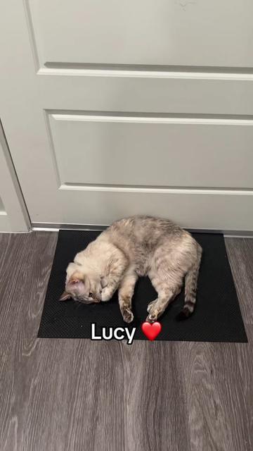 @Ricky and Lucy 🐈⬛