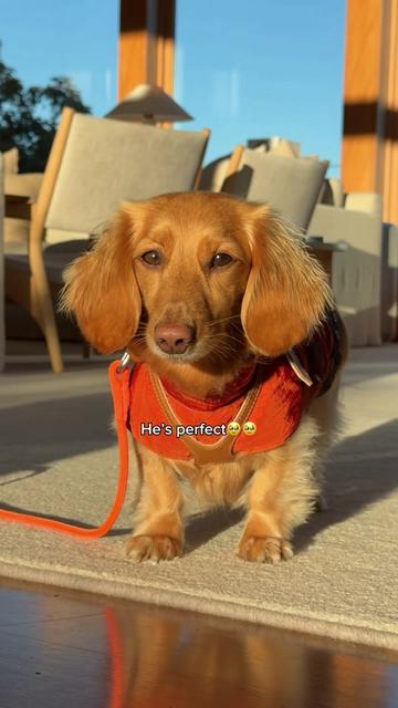 @cashewdachshund