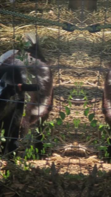 @gavinrankin
