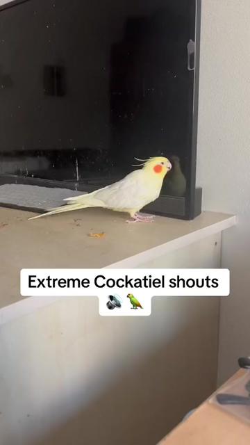 @Bixby the Budgie
