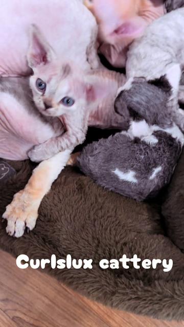 @Curlslux cattery!!🇺🇸