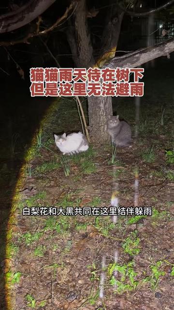 @小可爱猫猫们