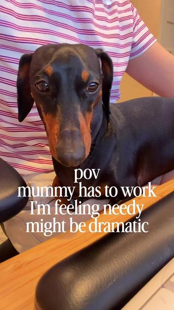 @Penny the Dachshund