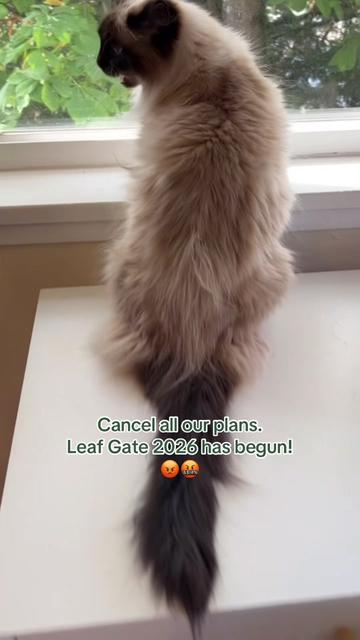 @My Cat Is People 🇨🇦